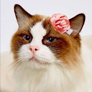 Pets hair accessories ❤️